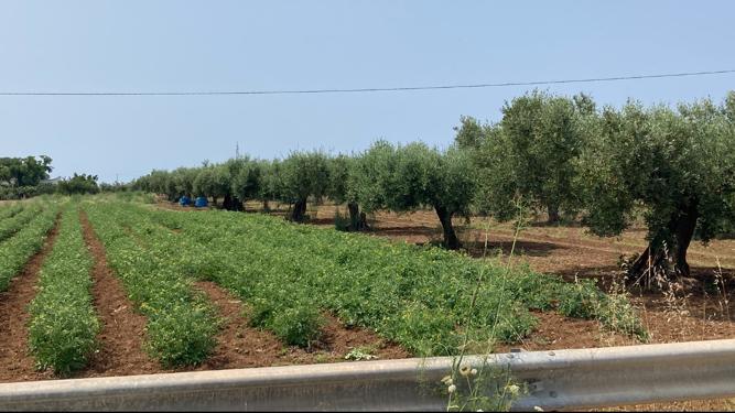 Clicca per ingrandire la foto